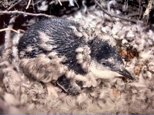 Ein junger Zwergpinguin noch im elterlichen Nest.