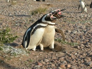 Bei jeder Begrüßung frischen Pinguinpaare ihr Lautgedächtnis auf - wie diese Pinguine.