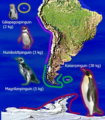 Schema zur Körpermasse  ausgewählter Pinguinarten in Relation zu ihrem Lebensraum